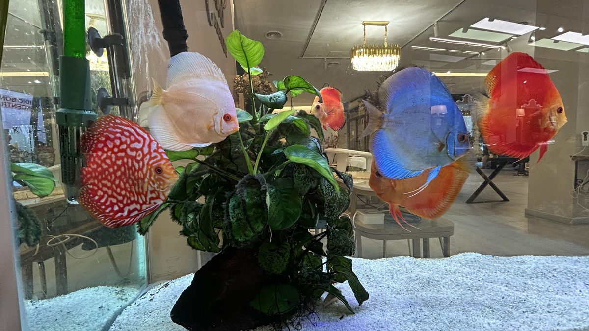 Córdoba, parque temático cofrade