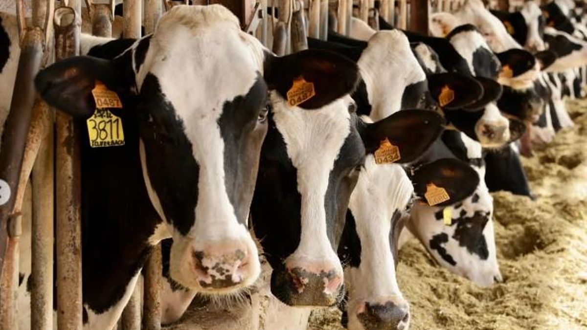 El PP culpa al "mercado" del cierre de la histórica industria láctea balear: "Esto no es la URSS, no podemos poner las vacas y ordeñarlas"