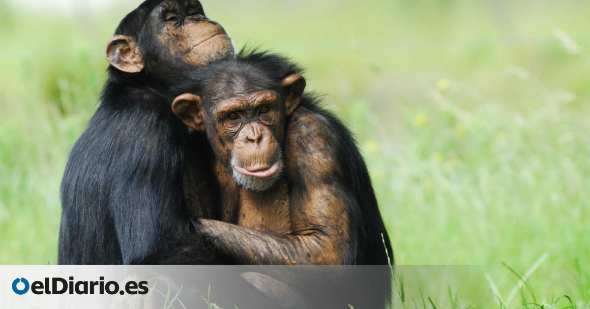 La historia evolutiva que une a gorilas, chimpancés y humanos con el consumo de alcohol