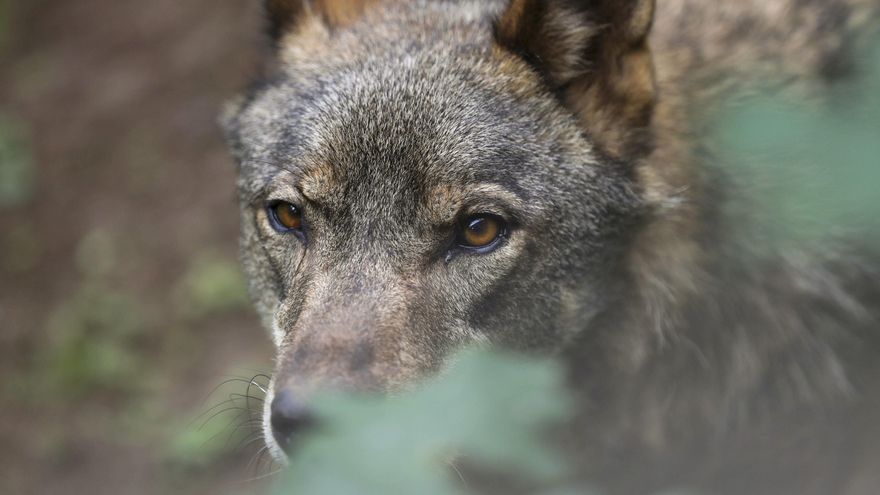 El nuevo censo nacional del lobo revela que Cantabria casi duplica sus manadas: pasa de 12 a 23 en una década