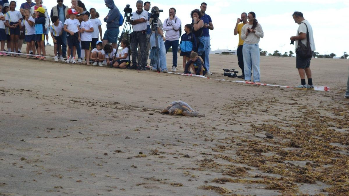 Una de las tortugas regresa al océano en la playa de Guacimeta, en Playa Honda.