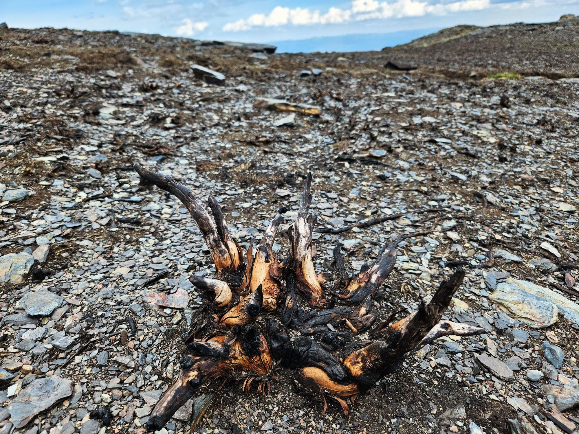Raíces de los piornos serranos quemadas en los Montes Aquilianos.