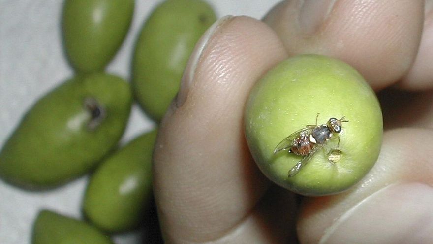 La mosca del olivo incrementa su actividad en la provincia de Córdoba y amenaza al olivar