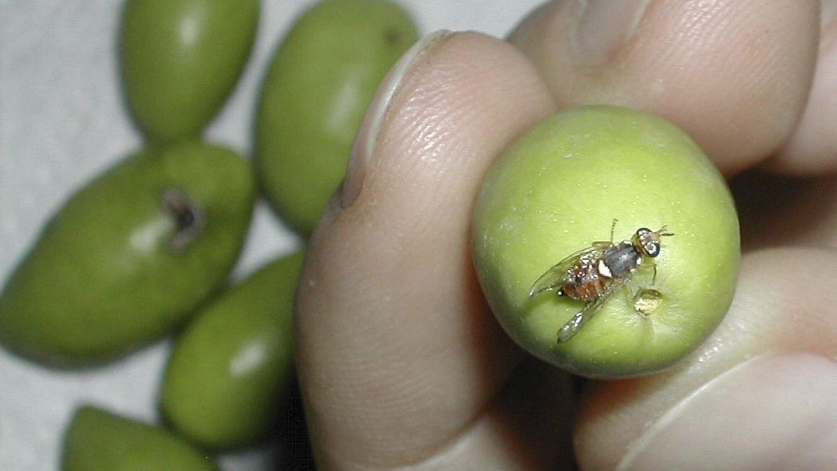 La mosca del olivo incrementa su actividad en la provincia de Córdoba y amenaza al olivar