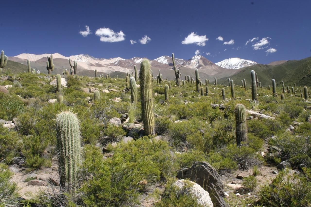Las montañas nevadas surgen tras los cardones en el Valle del Río Calchaquí.