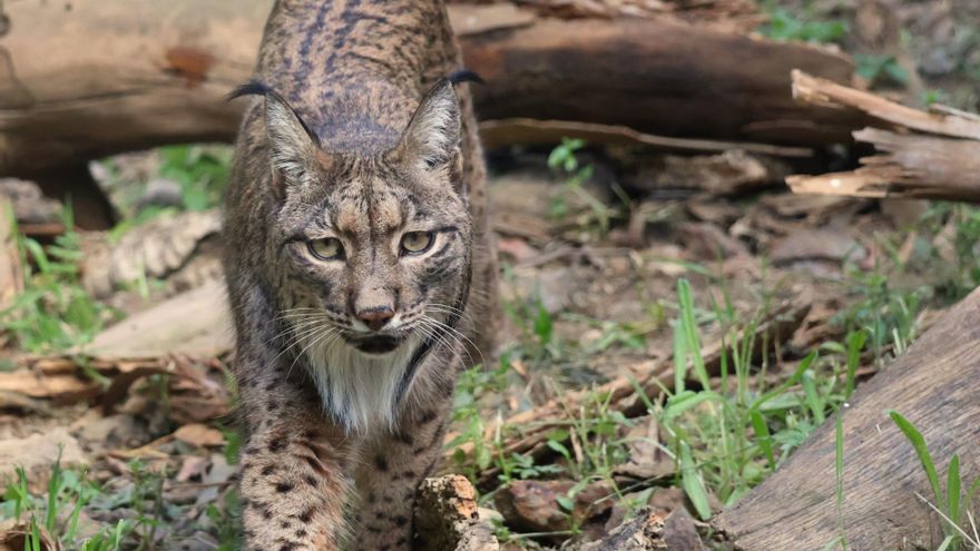 Esta es la hoja de ruta para afianzar la llegada del lince ibérico a las comarcas valencianas en 2028