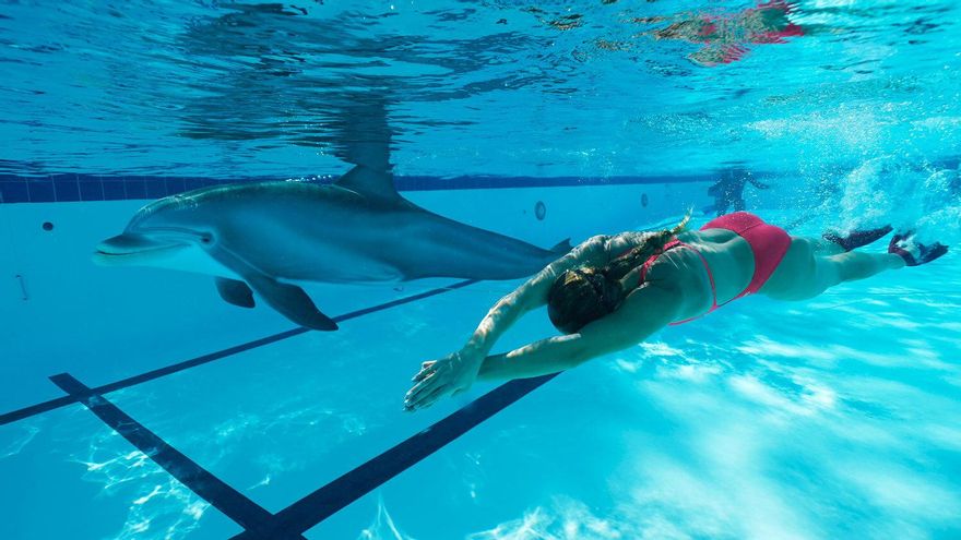 Confinados en un acuario: el debate sobre el bienestar de los delfines en cautiverio