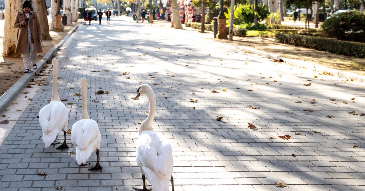 Hallan cuatro aves muertas en el parque de María Luisa de Sevilla horas después de reabrir tras el foco de gripe aviar