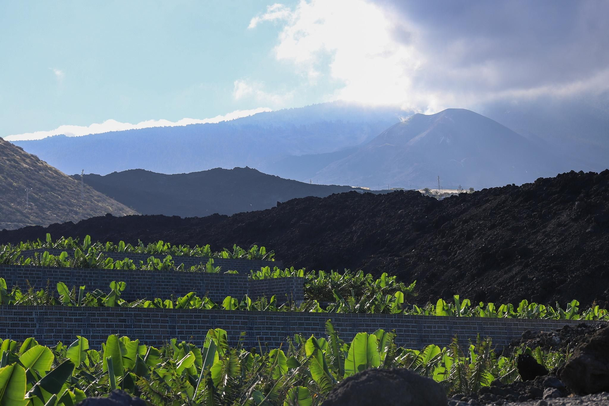 De las 42 hectáreas de la finca de plátanos de Gregorio Hernández, el volcán le dejó con “unas veinte o treinta matas y el depósito de agua”, es decir, menos del 5% de la superficie sin ocupar por la lava. Luis G. Morera/Efe