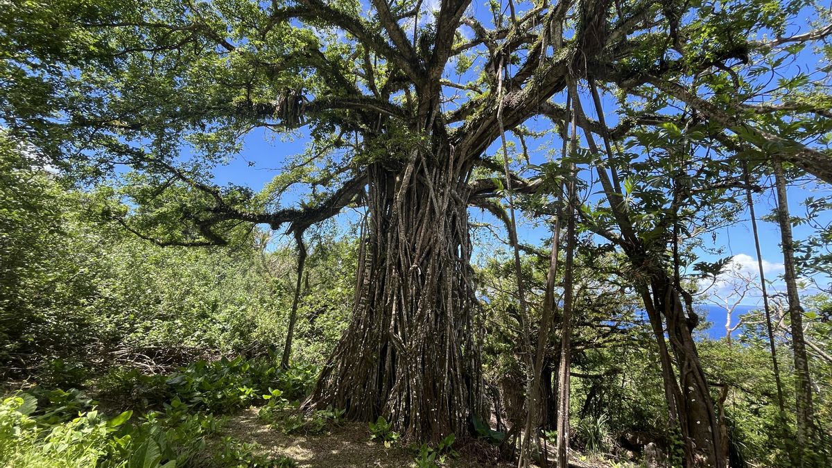 El ficus centenario y sagrado para los chamorros en el interior de Rota.
