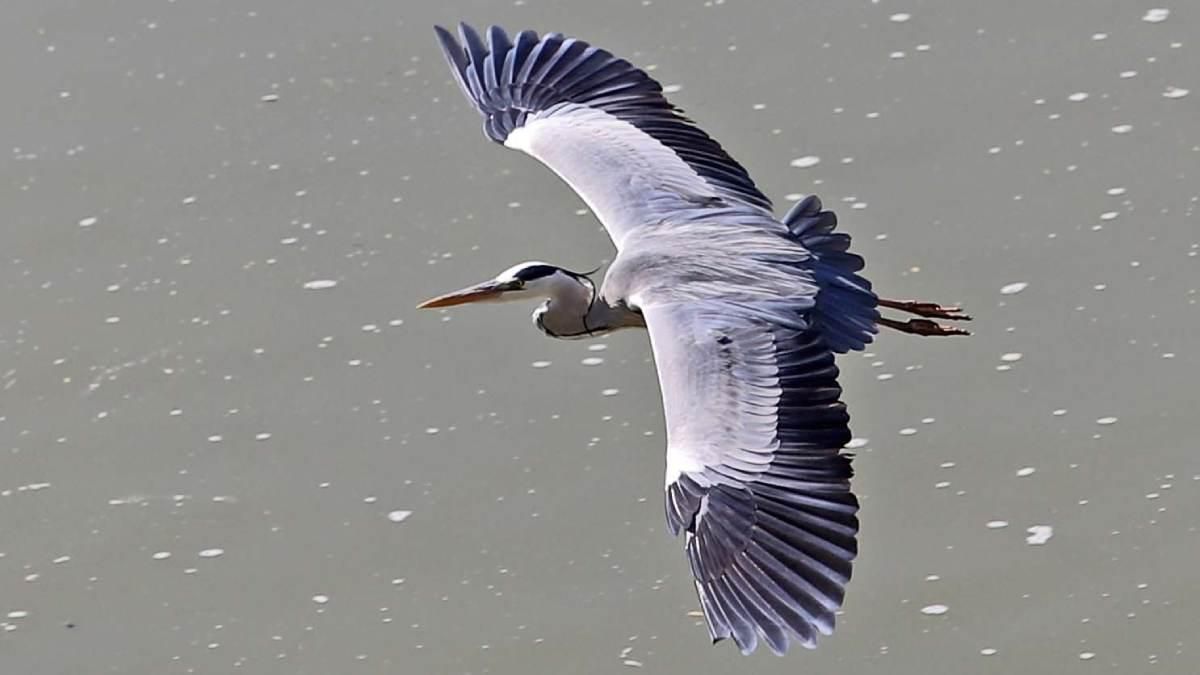 Garza Real. Manolo Bellido