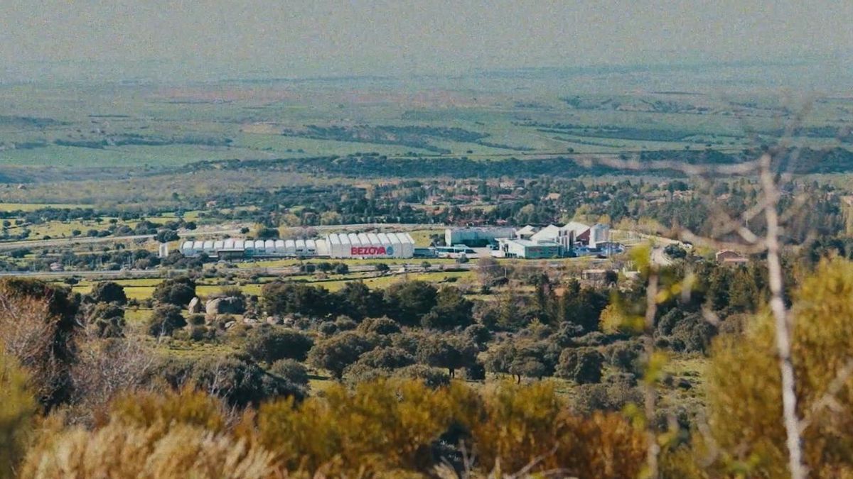 Planta de Bezoya en Ortigosa del Monte (Segovia)