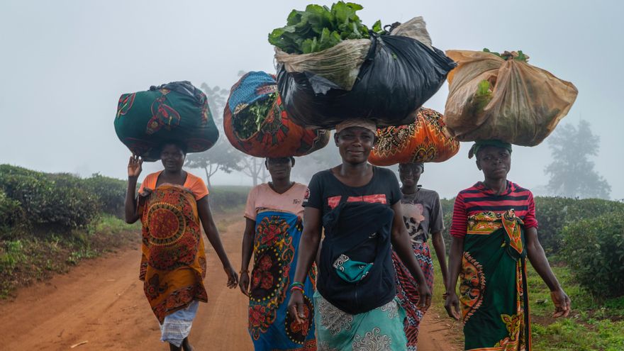 Grupo de mujeres atravesando una de las mayores plantaciones de té de Gurúè de la compañía Chazeiras de Mozambique LDA. Mozambique.