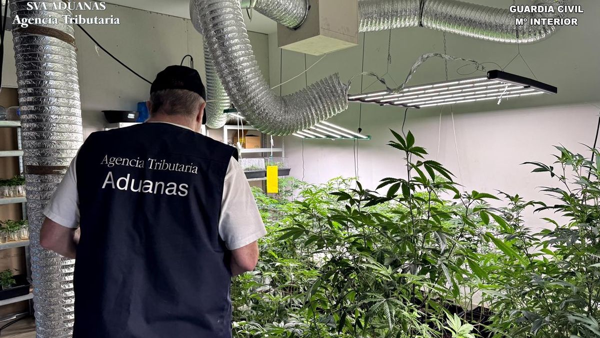 Cae en Tenerife una red dedicada al cultivo y venta de marihuana: cerradas seis asociaciones cannábicas