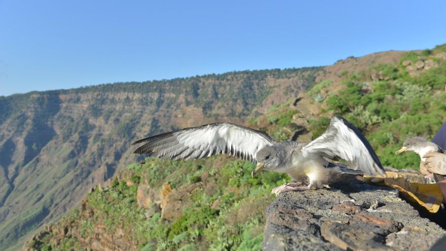 La contaminación lumínica frustra el vuelo de las aves de la Macaronesia