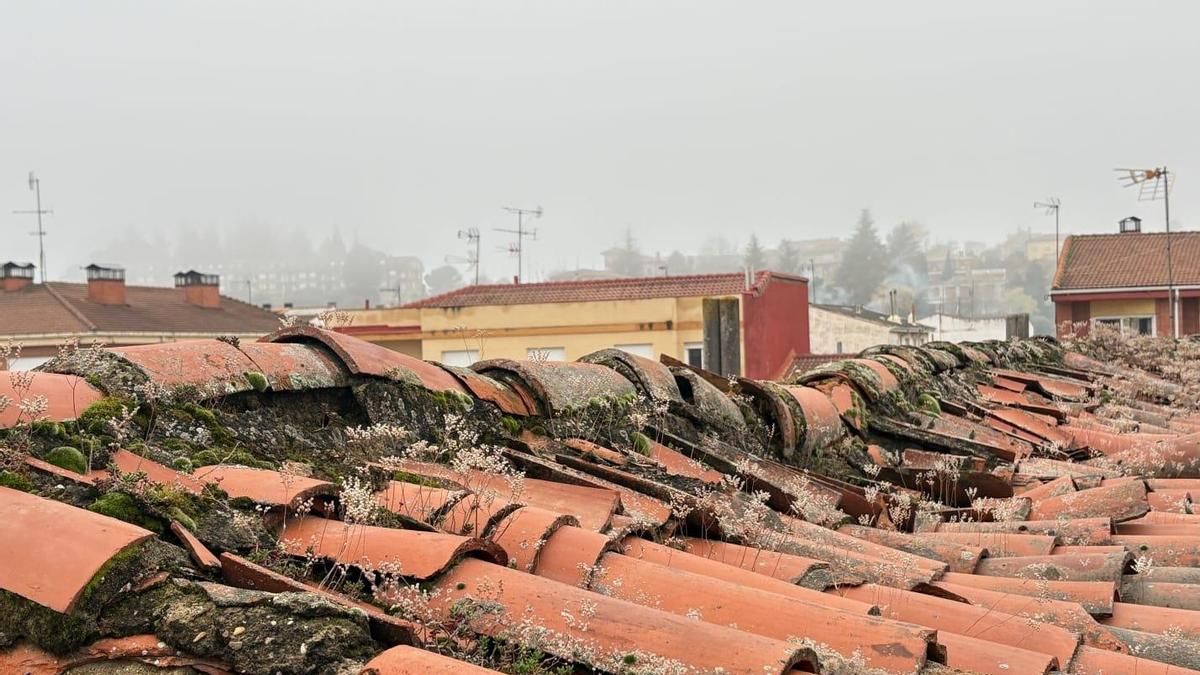 CCOO alerta de más "graves deficiencias" en el Colegio Trepalio, donde la Junta anuncia obras desde el viernes