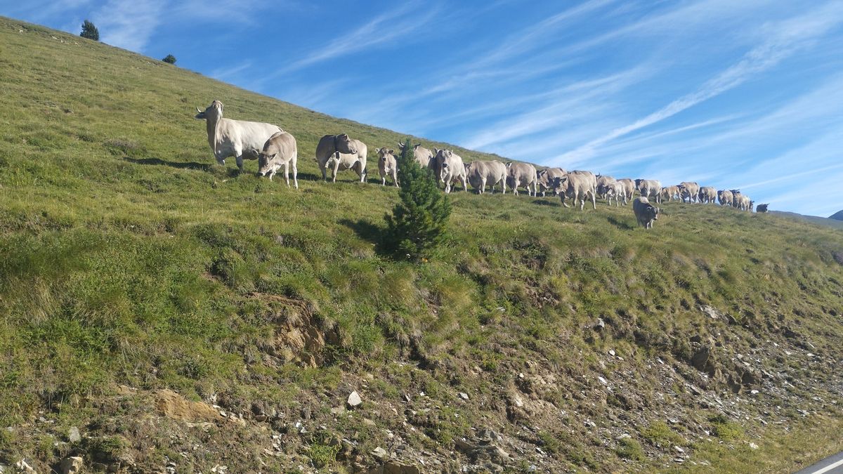 Tor y la ortografía. Capítulo 1