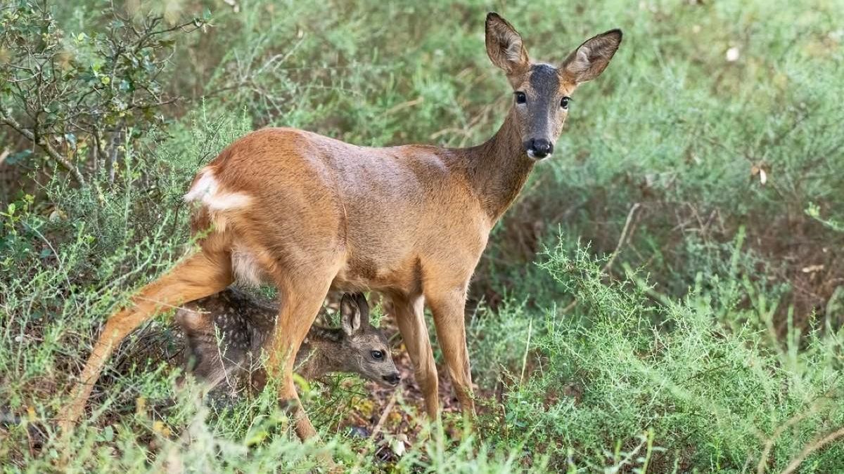 La paradoja de la fauna en el campo: regresan lobos y corzos, pero disminuyen los pájaros y mariposas
