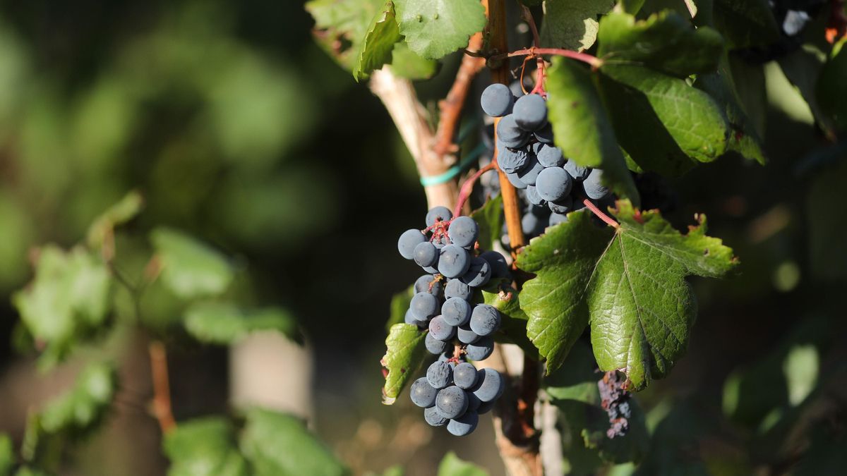 El consejero de Agricultura de Castilla-La Mancha: "Un presupuesto adecuado para la PAC no es un deseo sino necesidad"