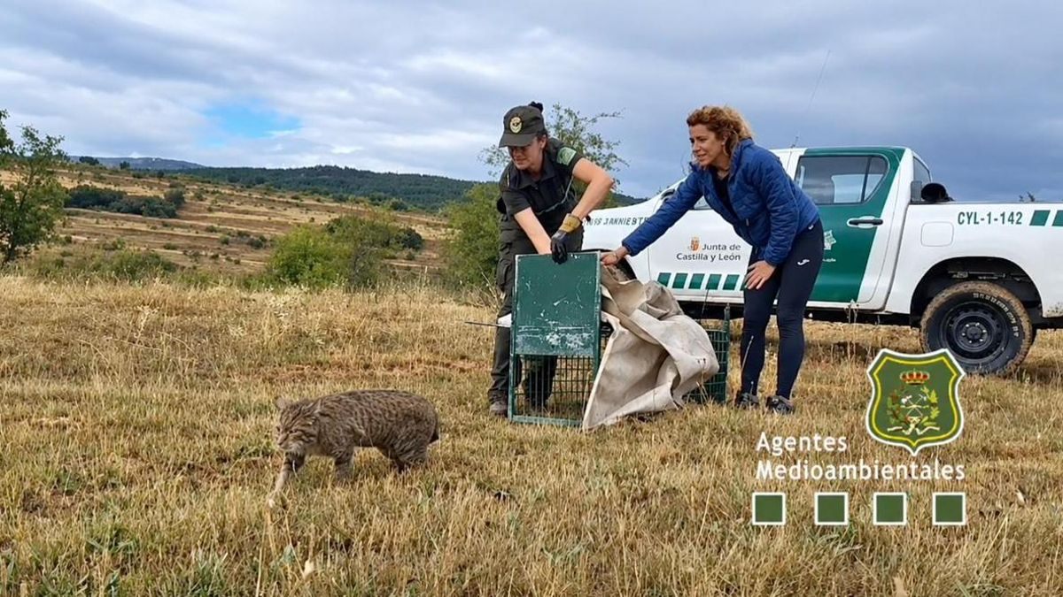 Fotograma de un video de la liberación del gato montés divulgado por Apamcyl (mejorada con IA)