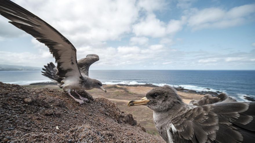 El Centro de Recuperación de Fauna Silvestre del Cabildo de Gran Canaria, en cooperación con el Ayuntamiento de Las Palmas de Gran Canaria, realizó este jueves una suelta de casi 50 pardelas recuperadas en diferentes puntos de Gran Canaria. EFE/Ángel Medina G.
