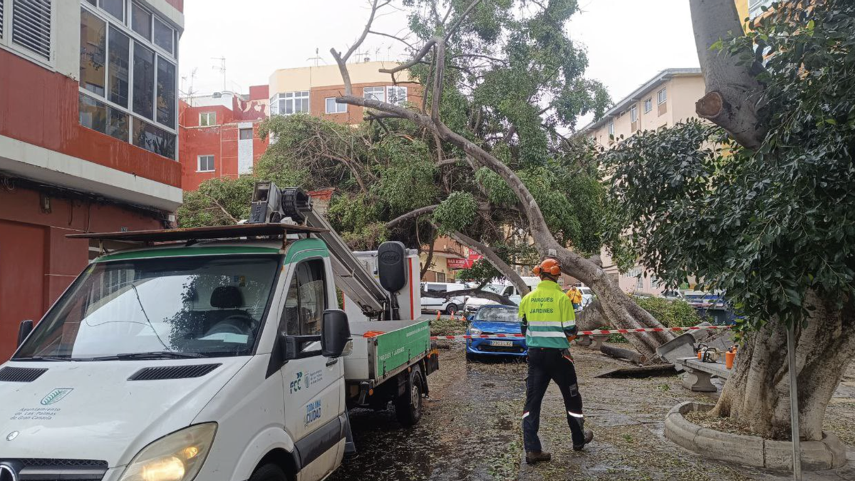 Caen veinte árboles en Las Palmas de Gran Canaria, cuatro de gran porte, por el paso de la borrasca Emilia