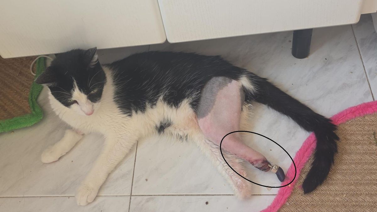 Venus con la prótesis biónica implantada en una de sus patas.