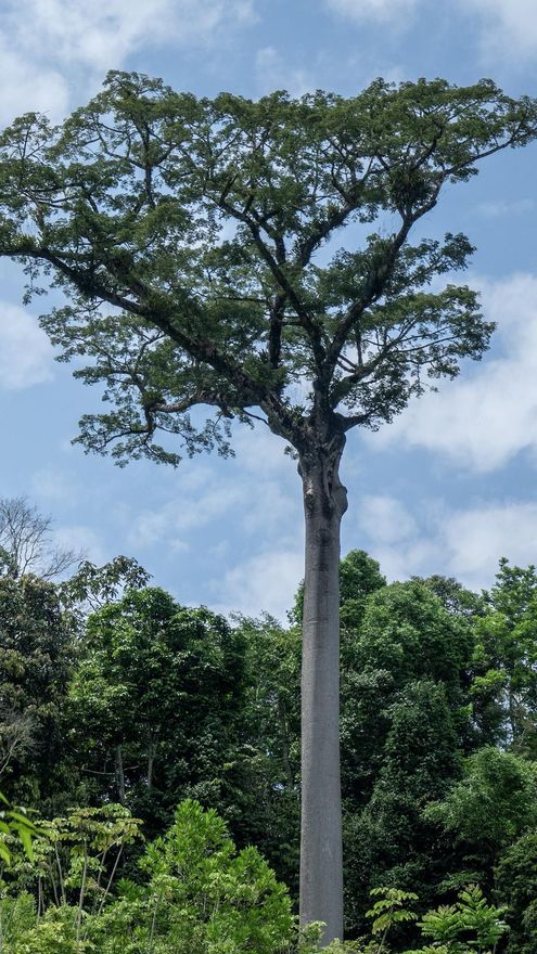 Muchos de los nidos de las aves rapaces están en lugares difíciles de observar desde el suelo, como en los árboles emergentes. Foto: cortesía Mateo Giraldo Amaya