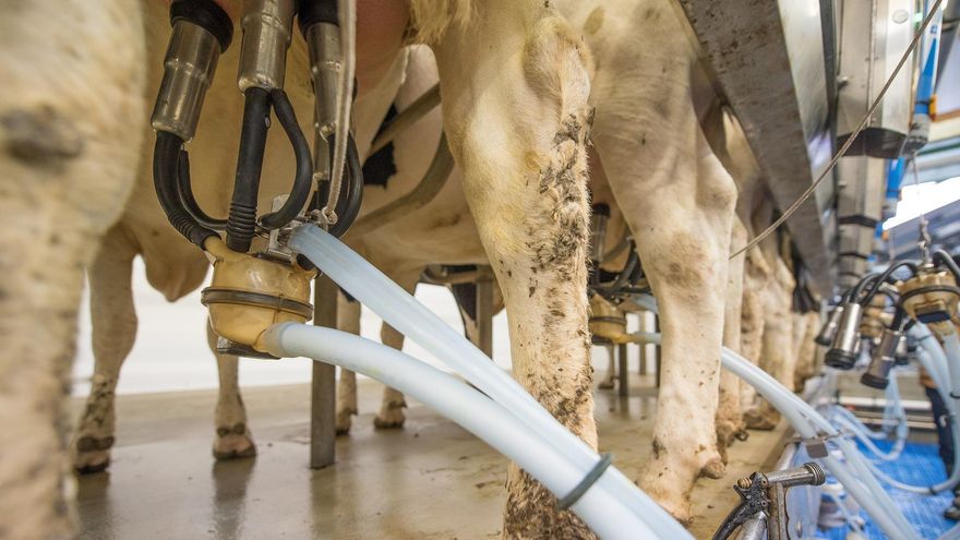El Gobierno aprueba la autorización para cultivar los barbechos y ayudas de 169 millones para los productores de leche