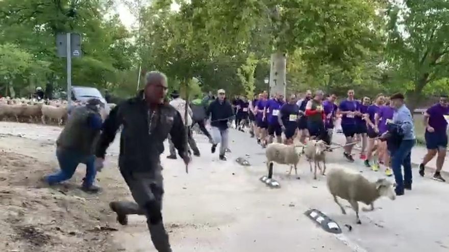 Ovejas a la carrera: la imagen más esperpéntica de una Fiesta de la Trashumancia con polémica