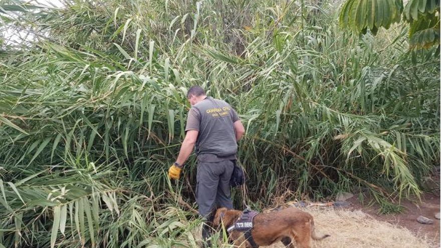 El éxito de la operación 'Antitox' se debe en gran parte a la participación e implicación del Servicio Cinológico de la Guardia Civil, a través de sus unidades caninas