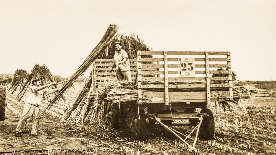 Cuando en la Argentina se produjo cannabis: la experiencia de la Linera Bonaerense en Jáuregui