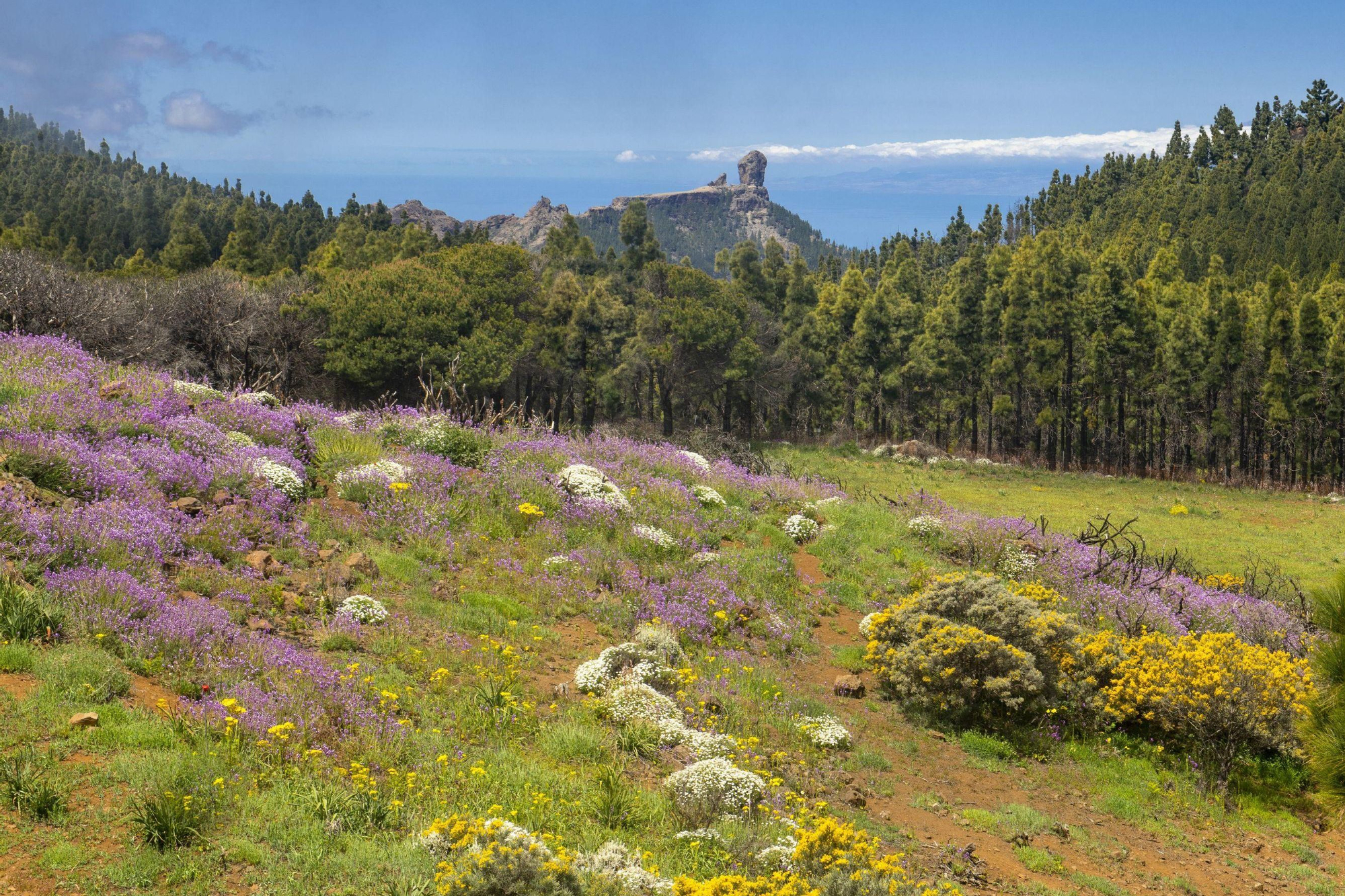Vista del Roque Nublo