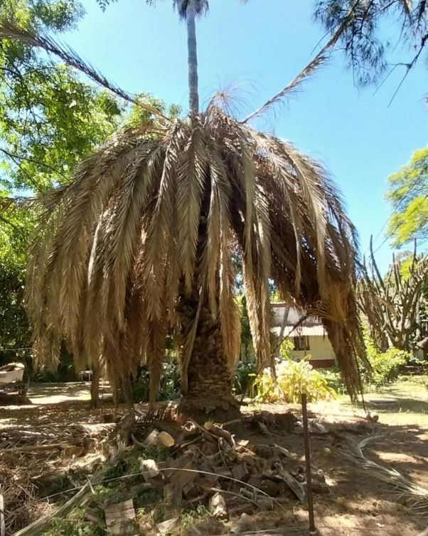 Palmera Phoenix canariensis con síntomas de afectación por picudo rojo
