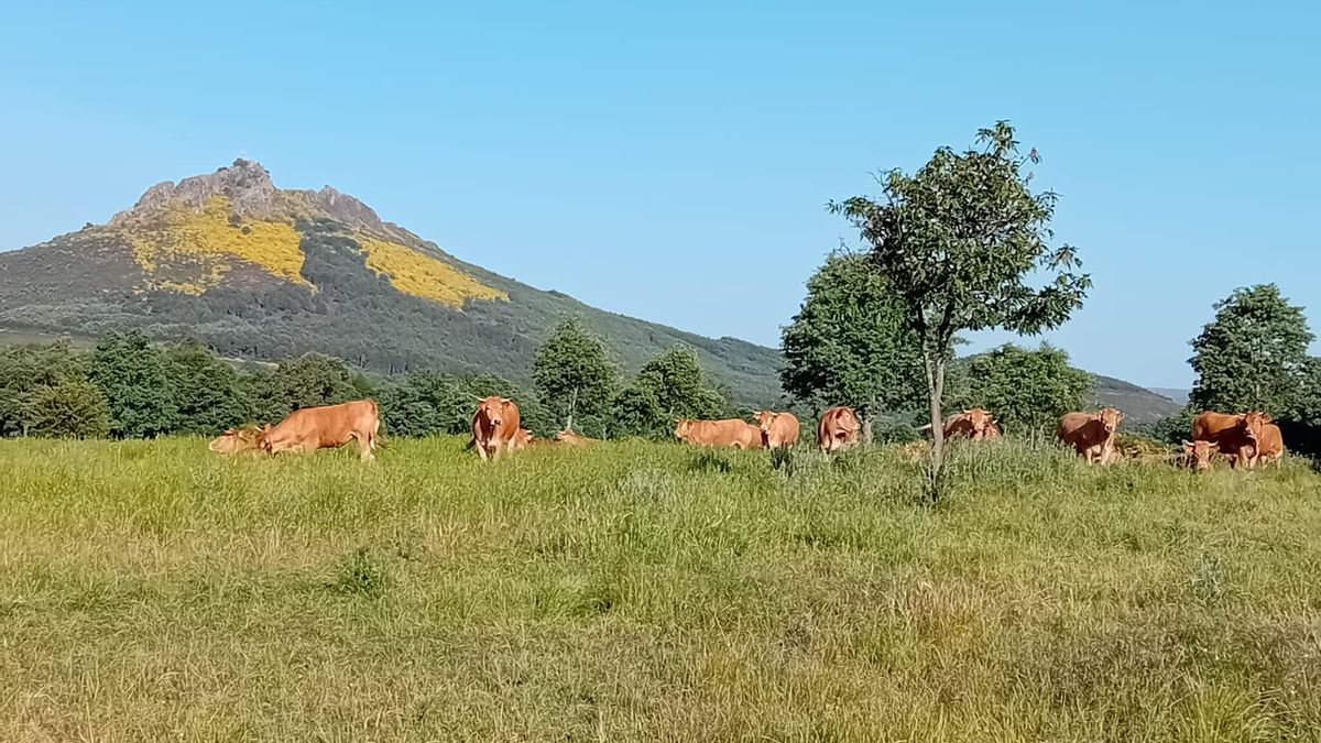 Recuperación de pastizales en Valdavido (Cabrera).