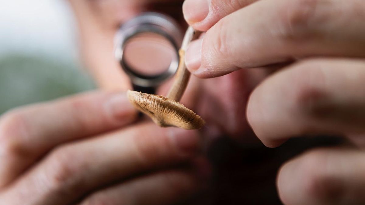 Revisión, con lupa, de una de las setas recogidas.