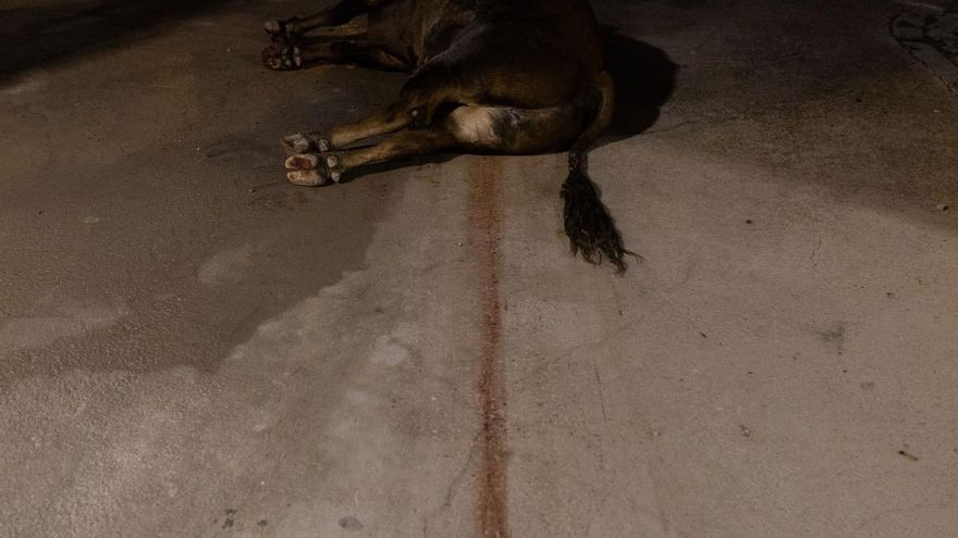 El reguero de sangre que dejó 'Cabalgata' cuando arrastraron su cadáver fuera del albero.