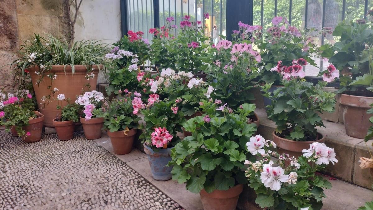 Variedades singulares de geranios de los Patios de Córdoba, exhibidas en el Palacio de Orive.