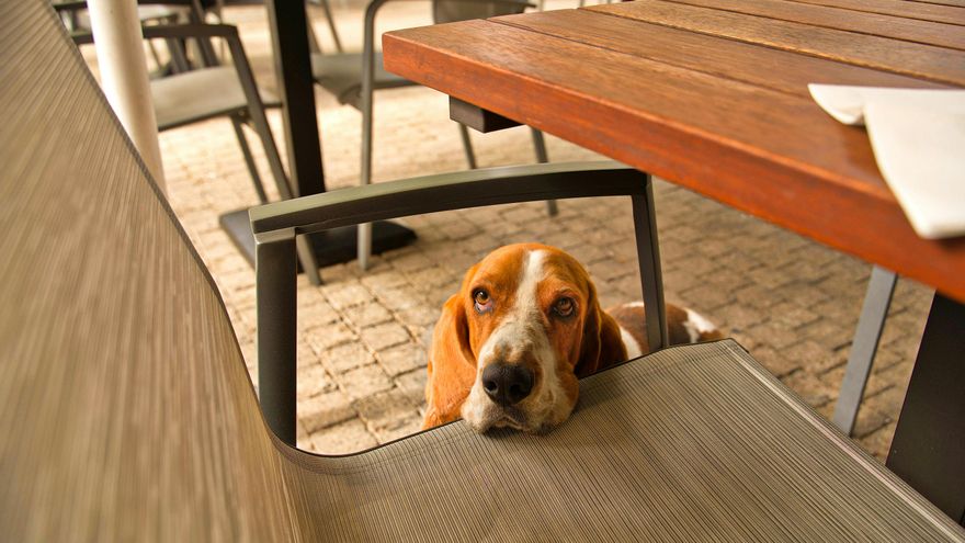 Seis sitios para comer en Semana Santa junto a tu mascota en Valencia con el distintivo Solete de la Guía Repsol