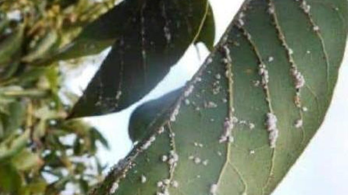 Cochinilla del aguacate. CANAL AGRARIO LA PALMA