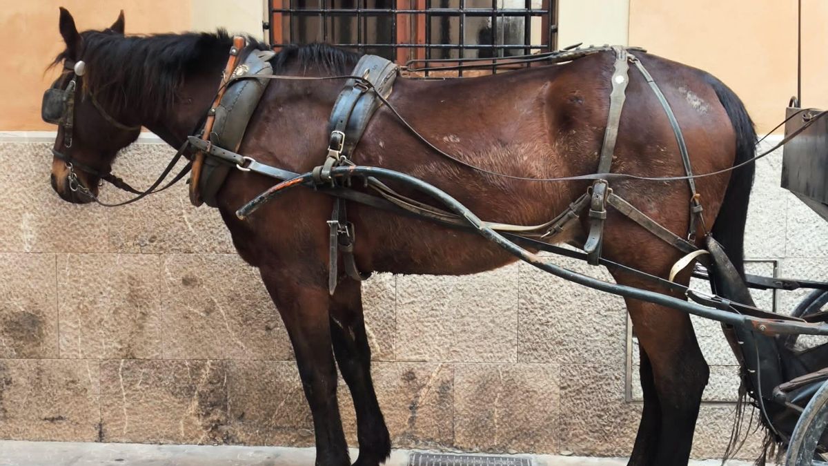 El caballo que tiraba de una calesa en Palma y que fue inmovilizado por la Policía Local.