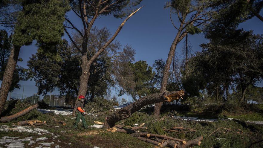 Las lágrimas de los jardineros de Madrid tras la "catástrofe ecológica" de Filomena: "Esto no se recupera en 40 años"