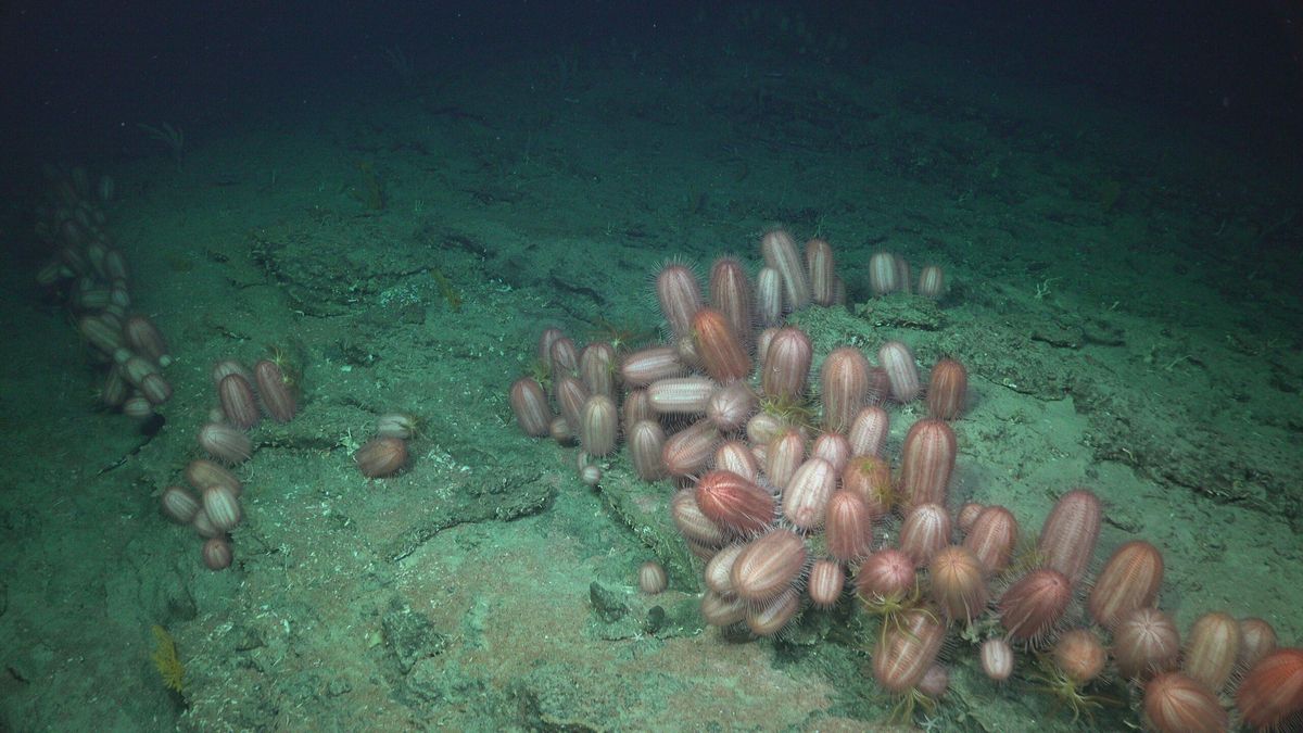 Ambiente degradado dominado por el erizo Dermechinus horridus. Foto: cortesía SOI/ESMOI-UCN