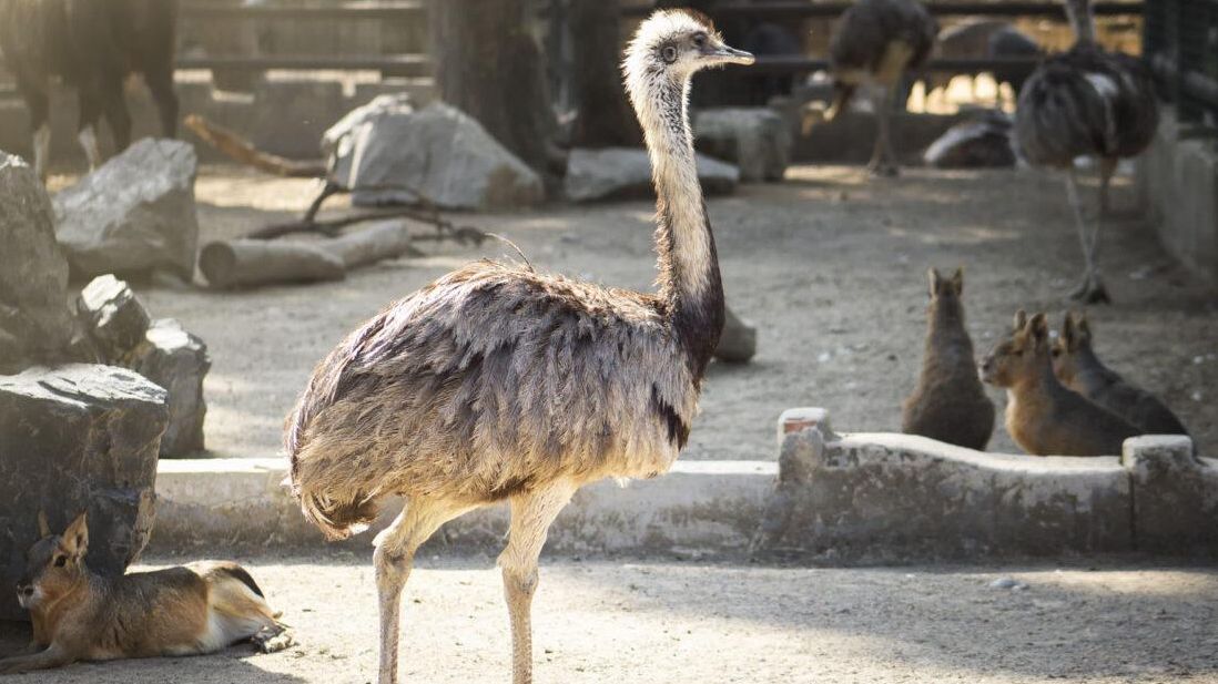 La Junta confirma la presencia de gripe aviar en el Zoo de Córdoba
