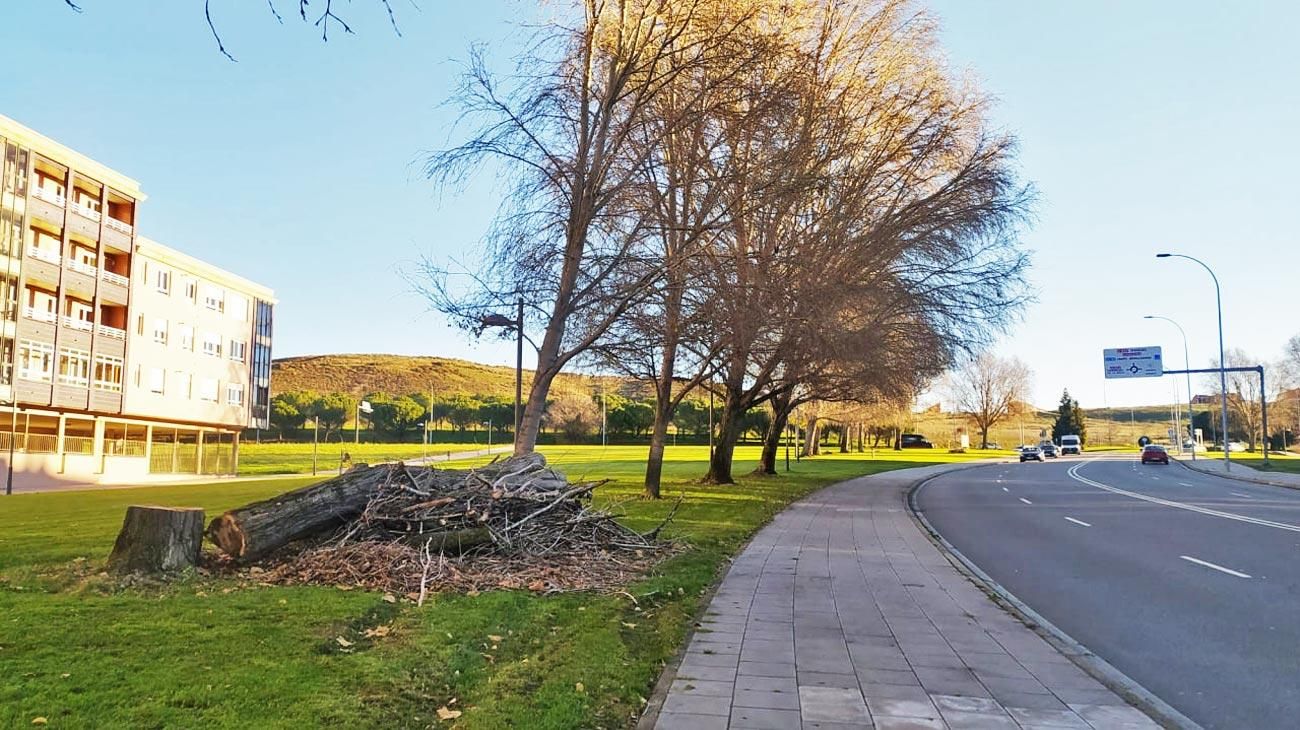 Tala en la subida de la Glorieta del León de Eras a la Universidad por la Ronda Interior