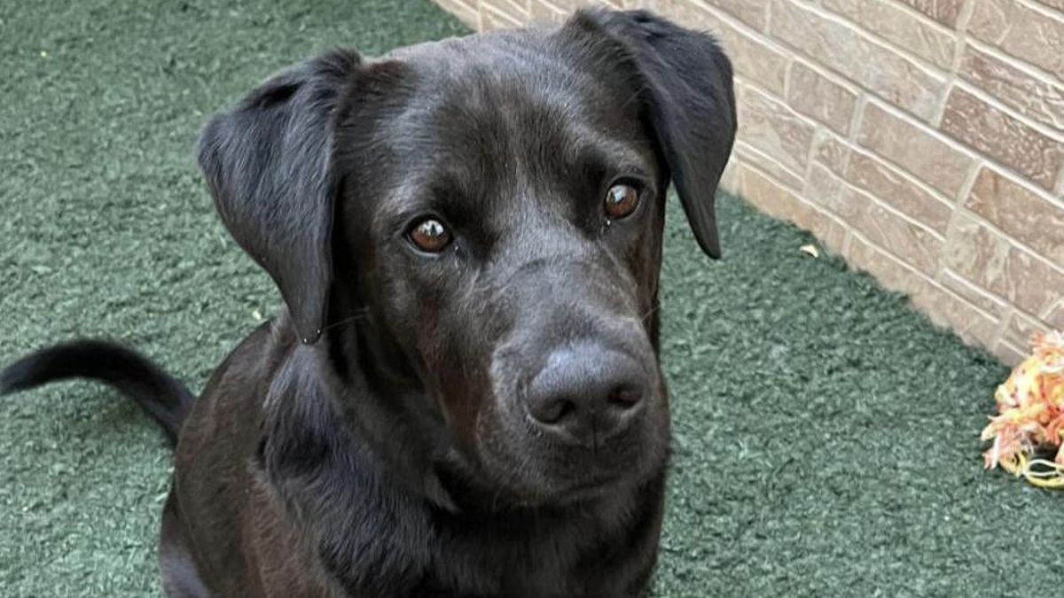 El doble abandono de Luca, la perrita que se ha quedado sin familia y que no quiere caer en el olvido