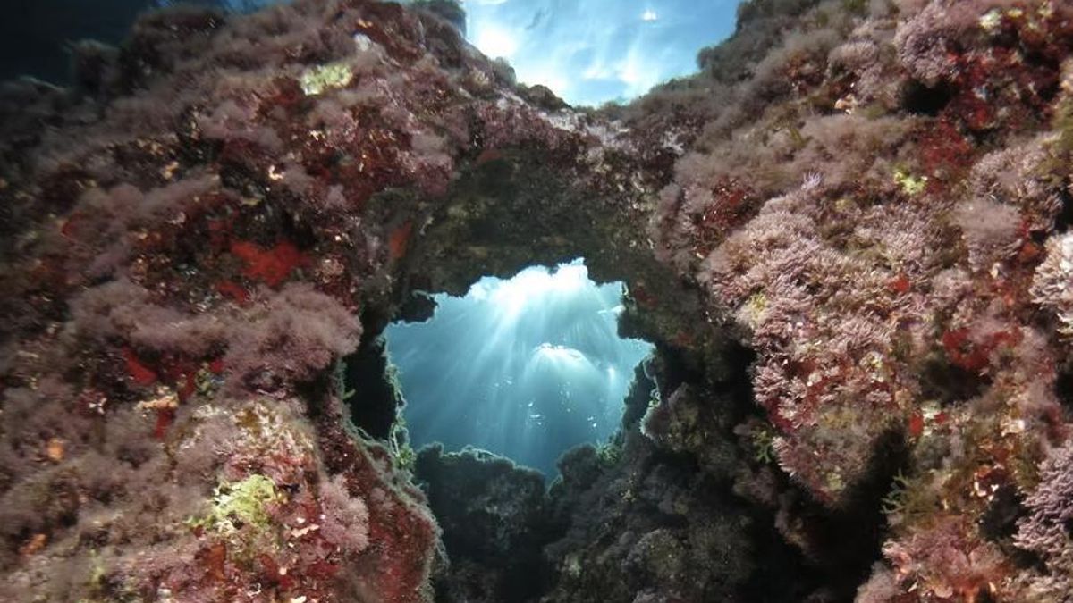 Uno de los fondos rocosos de Sa Dragonera, aguas que esconden muchas leyendas sobre, por ejemplo, piratas y corsarios