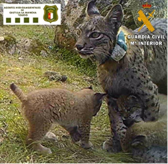 Imagen de la lince ibérica Nenúfar junto a sus cachorros que fue abatida por un cazador