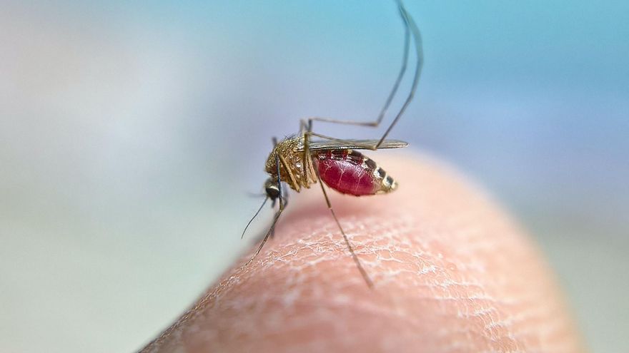 El virus del Nilo sigue al alza en Andalucía y suma tres nuevos casos graves en las provincias de Sevilla y Huelva