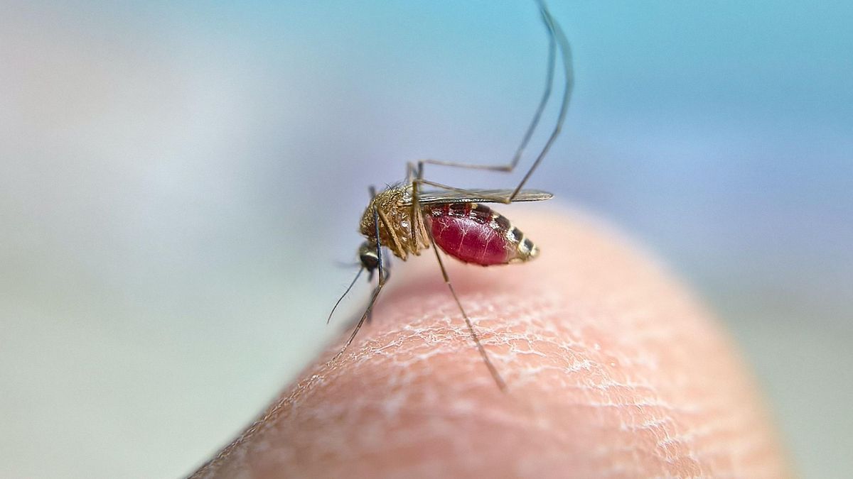 El virus del Nilo sigue al alza en Andalucía y suma tres nuevos casos graves en las provincias de Sevilla y Huelva